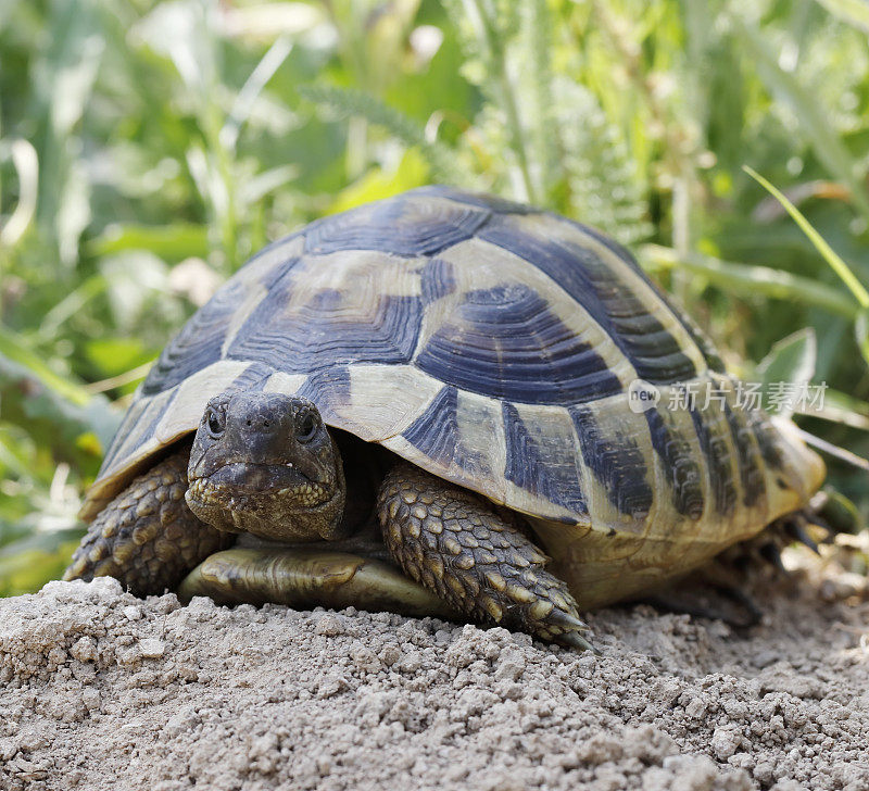 赫尔曼的（Testudo Hermanni）